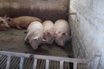 Головні новини Волині 13 серпня: у селі через невідому хворобу масово гинуть свині; Погуляйко збільшив кількість своїх заступників