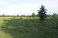 Сільгоспвиробництво на людських кістках: виставили на аукціон землі, де захоронено понад тисячу волинян (відео)