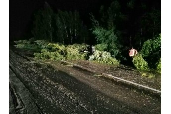 На Волині негода повалила дерева (фото)