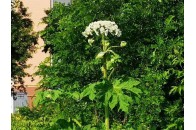 Небезпечніше, ніж укус гадюки: Україну 