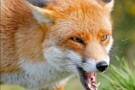 Селище на Кіровоградщині відправили на карантин через інфіковану тварину