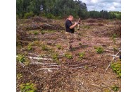 На Волині незаконно вирубали дерева, завдано збитків на 6 мільйонів