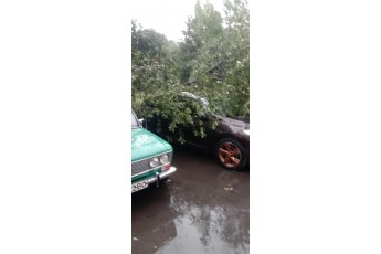 У Луцьку дерево впало на припаркований автомобіль