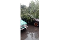 У Луцьку дерево впало на припаркований автомобіль