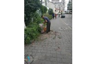 У Луцьку затримали ромів, які ламали дерева, обриваючи горобину (фото)