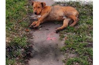 На Волині водій збив пса та розлютився, що пошкодилась автівка
