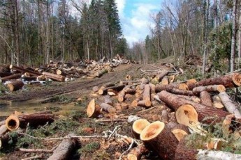 На Волині масово вирубують ліс, селяни обурені (відео)