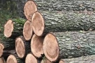 На Волині перевірять лісгоспи через незаконні рубки