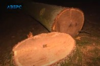 Як на Волині серед ночі вирубують ліси (відео)
