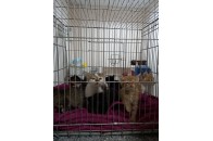 На Волині волонтери з ветеринаром стерилізують безпритульних тварин