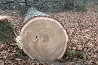 Головні новини Волині 9 грудня: в області незаконно рубають дуби у національному заповіднику; у Туреччині раптово помер волинянин