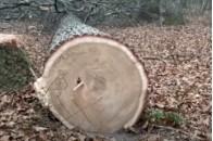 Головні новини Волині 9 грудня: в області незаконно рубають дуби у національному заповіднику; у Туреччині раптово помер волинянин