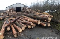 На одній з сільських пилорам Волині виявили незаконну деревину (відео)