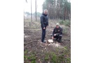 На Волині чоловік незаконно рубав дерева