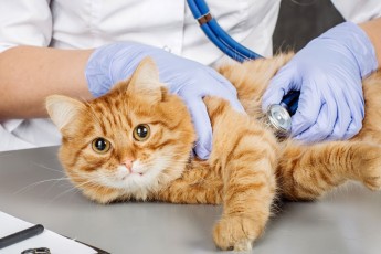 Повідомили, скільки коштує стерилізація кота чи собаки у КП 