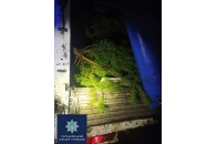 На Волині затримали вантажівку з нелегально зрубаними соснами