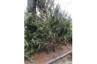У Луцьку на ялинковому ринку виявили порушення