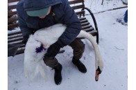 На Волині невідомі стріляли у лебедя