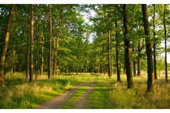 Скандальний голова Волинської ОДА віддав у користування майже 5 гектарів лісу