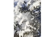 На річці розцвіли 