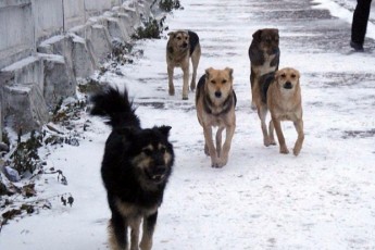 Собаки притягли на подвір'я людську ногу на Львівщині (відео)