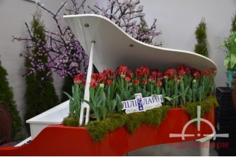 Весна підніме келихи тюльпанів: під Луцьком – неймовірна виставка весняних квітів (фото)