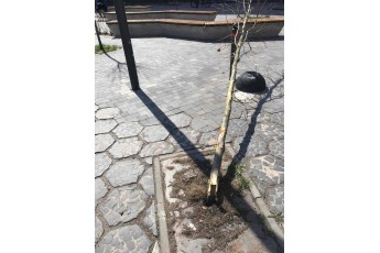 У центрі Луцька водійка знесла дерево, яке садив мер, і втекла (фото і відео)