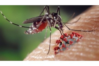 У ВООЗ розповіли, чи можуть комарі переносити коронавірус