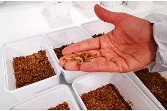 У Євросоюзі дозволили їсти сушених борошняних черв'яків