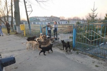 У місті на Волині зграя агресивних собак накинулася на дітей та покусала їх