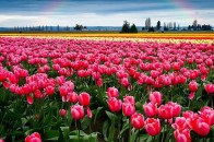 Унікальні тюльпани: на полі під Луцьком висадили понад 3 мільйони квітів (відео)