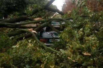 На Ковельщині під час негоди впали дерева на дорогу та затопило двори