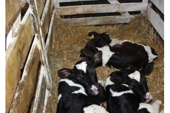 На Волині в заповідному урочищі відкрили сімейну молочну ферму (фото)