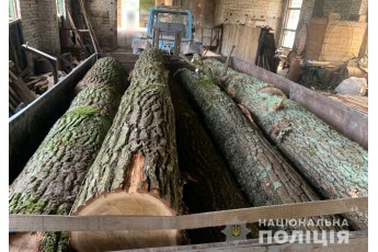 На волинських пилорамах знайшли дуби і сосни без дозволів (фото)