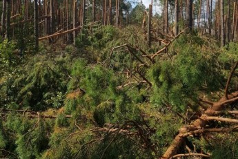 На Волині буревій повалив майже 30 гектарів лісу