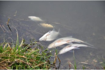 Забруднення і загибель риби: у Луцьку хочуть контролювати якість поверхневих вод
