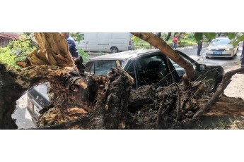 У Луцьку сильний вітер звалив дерево на автомобіль (фото)