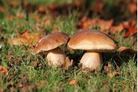 На Волині 7 людей отруїлися грибами