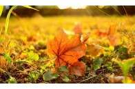 Народний синоптик дав прогноз погоди на осінь